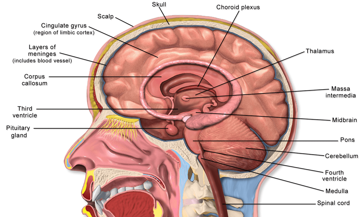 Brain regeneration diagram showing neurogenesis and neuroplasticity