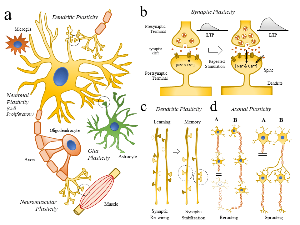 Neuron illustration showing synaptic connections
